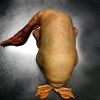 Canard gras entier - Ferme Sahouret