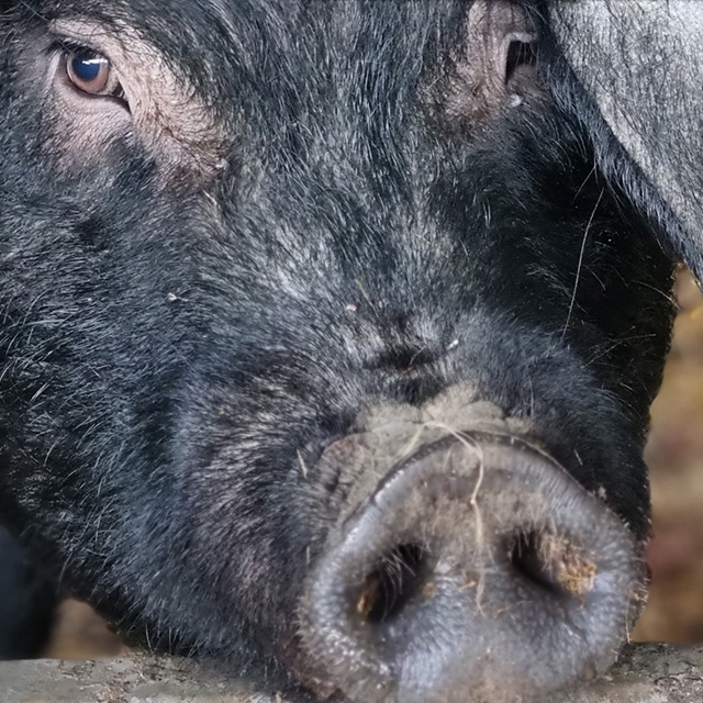 Porc noir type Gascon - colis de porc - Ferme Sahouret - Sauveterre de Béarn (64)